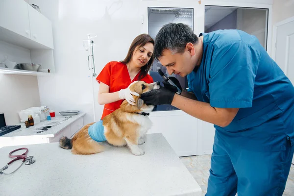 In a modern veterinary clinic, a thoroughbred Corgi dog is examined. Veterinary clinic