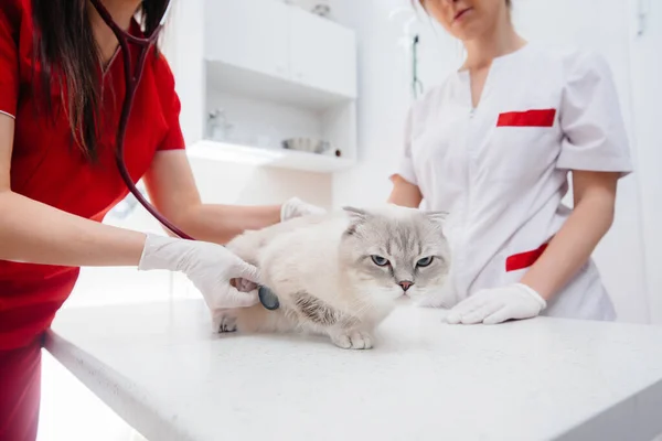 Een Moderne Dierenkliniek Wordt Een Volbloed Kat Onderzocht Behandeld Tafel — Stockfoto