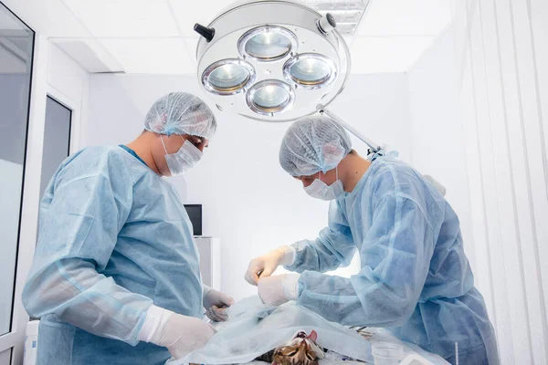 Uma Clínica Veterinária Moderna Uma Operação Realizada Animal Mesa Operação — Fotografia de Stock