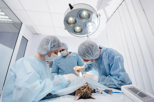 在现代兽医诊所里 对手术台上的动物进行特写手术 兽医诊所 — 图库照片