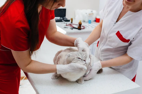 Uma Clínica Veterinária Moderna Gato Puro Sangue Examinado Tratado Mesa — Fotografia de Stock