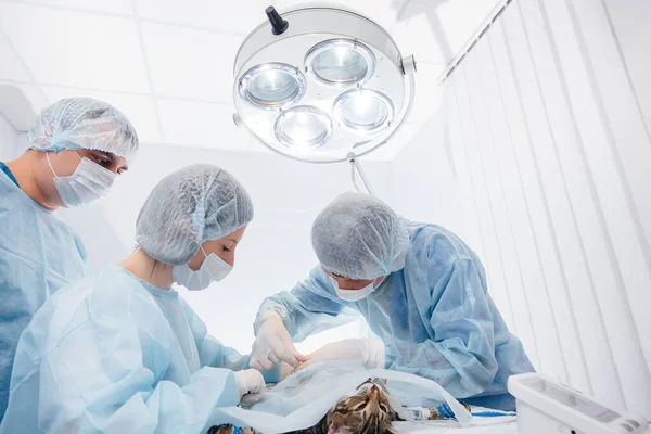 현대의 수의학 병원에서는 수술대 동물에 수술을 클로즈업하여 수의학 클리닉 — 스톡 사진