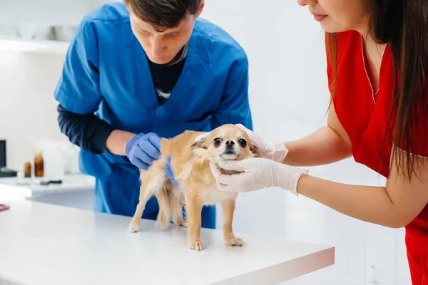 In a modern veterinary clinic, a thoroughbred Chihuahua is examined and treated on the table. Veterinary clinic