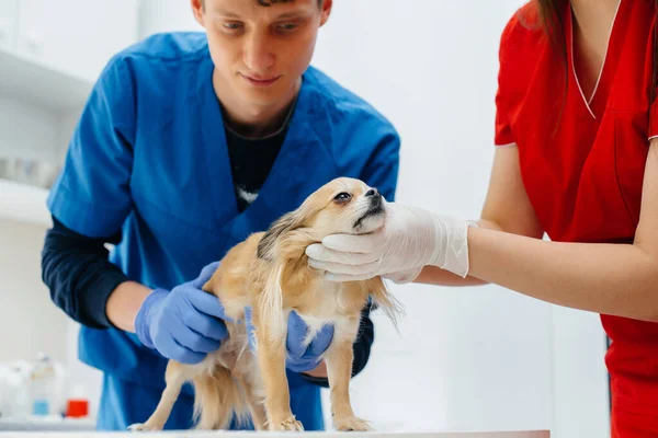 Een Moderne Dierenkliniek Wordt Een Volbloed Chihuahua Onderzocht Behandeld Tafel — Stockfoto