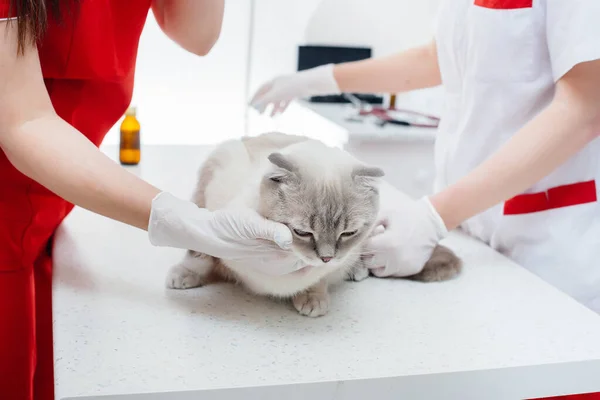 Een Moderne Dierenkliniek Wordt Een Volbloed Kat Onderzocht Behandeld Tafel — Stockfoto