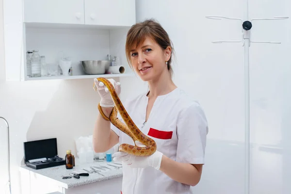 Una Clínica Veterinaria Moderna Examina Una Serpiente Amarilla Clínica Veterinaria — Foto de Stock