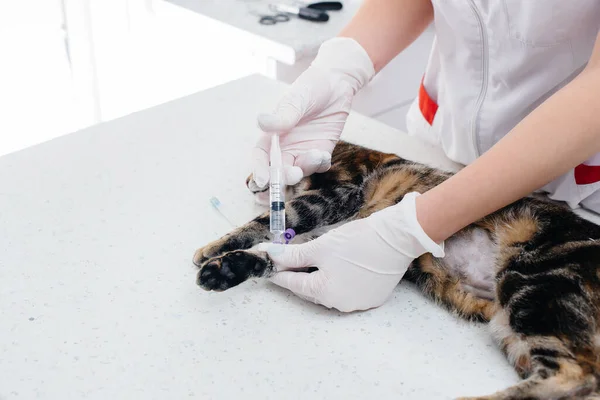 Uma Clínica Veterinária Moderna Gato Examinado Preparado Para Cirurgia Barbeando — Fotografia de Stock