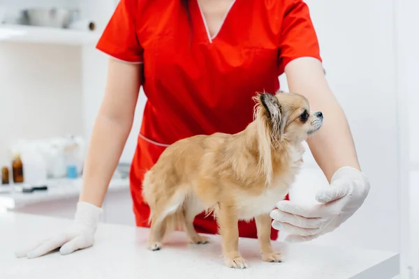 Egy Modern Állatorvosi Klinikán Egy Telivér Csivavát Vizsgálnak Meg Kezelnek — Stock Fotó