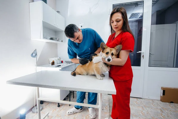Nowoczesnej Klinice Weterynaryjnej Badany Jest Rasowy Pies Corgi Klinika Weterynaryjna — Zdjęcie stockowe