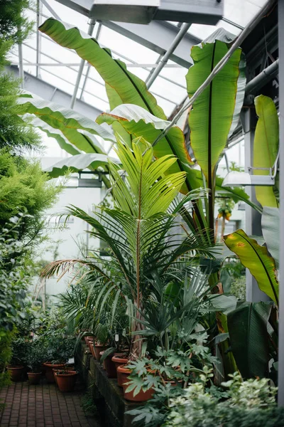Πυκνές Συστάδες Φυτών Στο Θερμοκήπιο Ζούγκλα Screensaver — Φωτογραφία Αρχείου