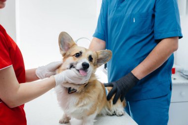 Modern bir veteriner kliniğinde safkan bir Corgi köpeği muayene edilir. Veteriner Kliniği