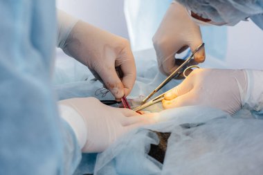 Modern bir veteriner kliniğinde, ameliyat masasında yakın plan bir hayvan üzerinde yapılır. Veteriner Kliniği