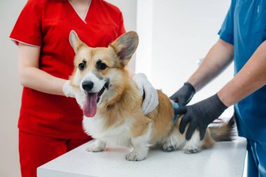Modern bir veteriner kliniğinde safkan bir Corgi köpeği muayene edilir. Veteriner Kliniği