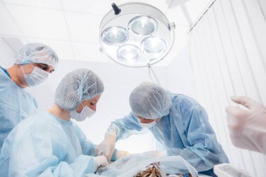 Modern bir veteriner kliniğinde, ameliyat masasında yakın plan bir hayvan üzerinde yapılır. Veteriner Kliniği