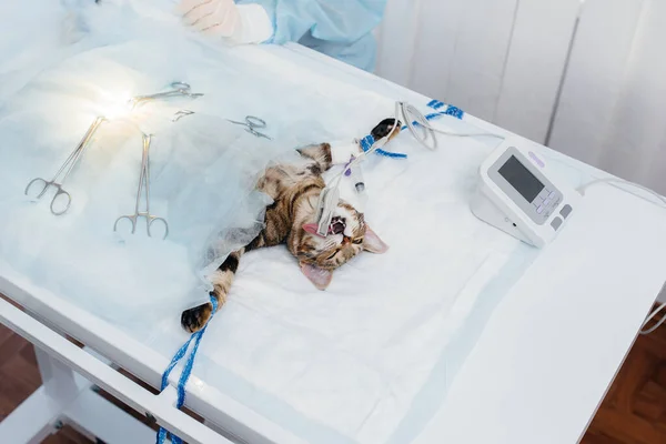 Moderní Veterinární Klinice Zblízka Provádí Operace Zvířeti Operačním Stole Veterinární — Stock fotografie