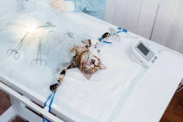 Een Moderne Dierenkliniek Wordt Een Operatie Uitgevoerd Een Dier Operatietafel — Stockfoto