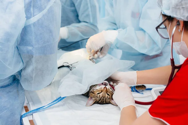 Een Moderne Dierenkliniek Wordt Een Operatie Uitgevoerd Een Dier Operatietafel — Stockfoto