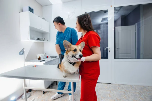 Een Moderne Dierenkliniek Wordt Een Volbloed Corgi Hond Onderzocht Veterinaire — Stockfoto