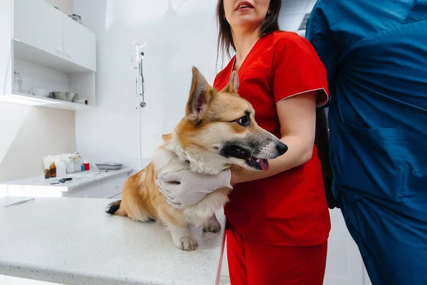 Moderní Veterinární Klinice Vyšetřen Plnokrevný Pes Corgi Veterinární Klinika — Stock fotografie