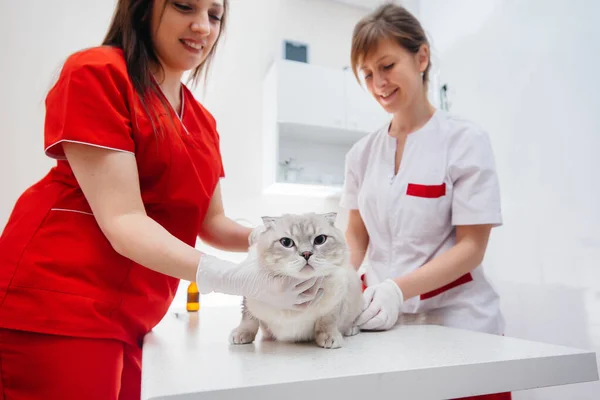 Een Moderne Dierenkliniek Wordt Een Volbloed Kat Onderzocht Behandeld Tafel — Stockfoto