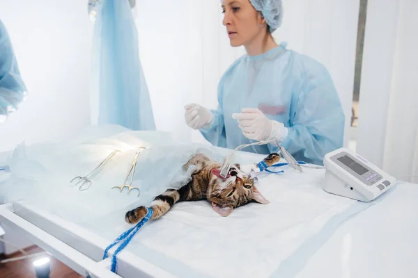 In a modern veterinary clinic, an operation is performed on an animal on the operating table in close-up. Veterinary clinic