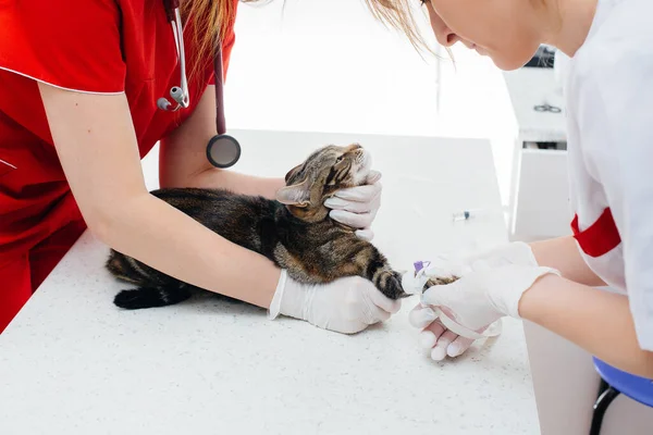 現代の獣医学クリニックでは サラブレッドの猫がテーブルの上で検査され治療されています 獣医診療所 — ストック写真