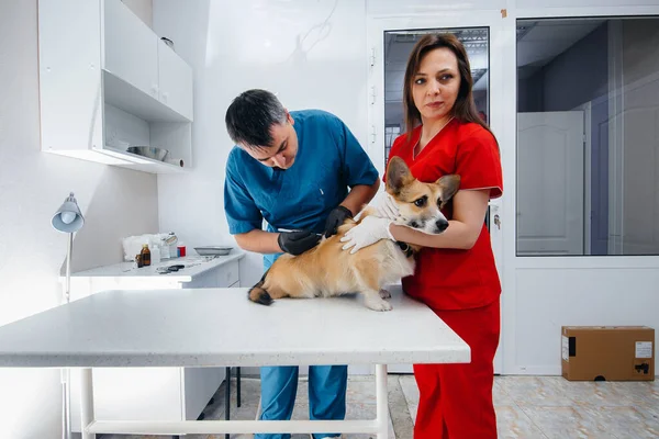 Egy Modern Állatorvosi Klinikán Egy Telivér Corgi Kutyát Vizsgálnak Állatorvosi — Stock Fotó