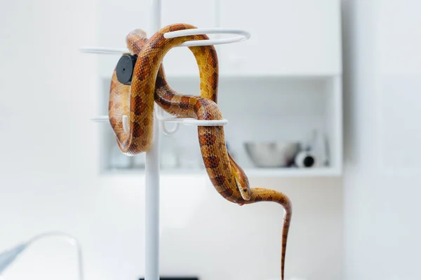 Uma Clínica Veterinária Moderna Uma Cobra Amarela Examinada Clínica Veterinária — Fotografia de Stock