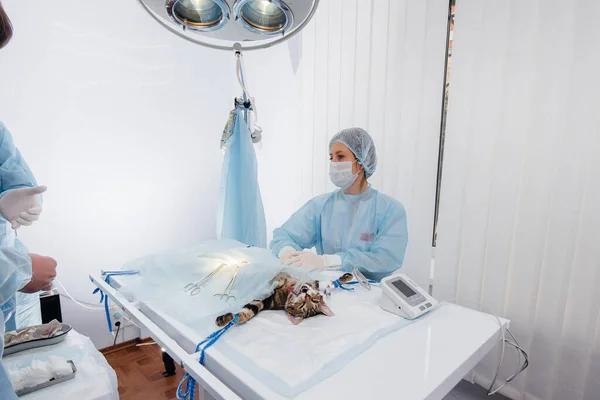 In a modern veterinary clinic, an operation is performed on an animal on the operating table in close-up. Veterinary clinic