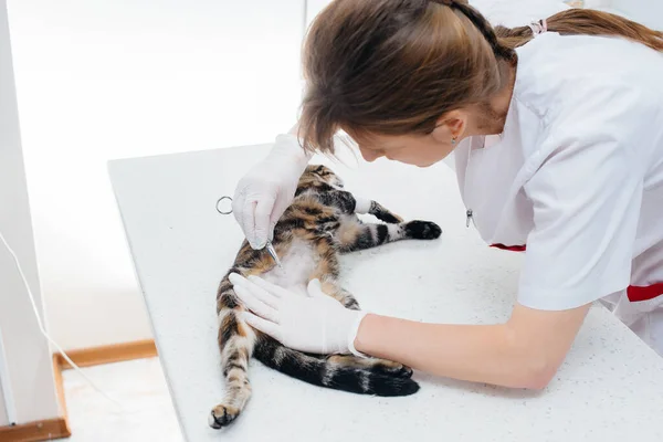 Uma Clínica Veterinária Moderna Gato Examinado Preparado Para Cirurgia Barbeando — Fotografia de Stock