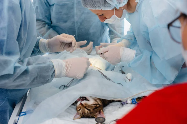 Een Moderne Dierenkliniek Wordt Een Operatie Uitgevoerd Een Dier Operatietafel — Stockfoto