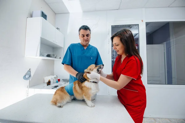 In a modern veterinary clinic, a thoroughbred Corgi dog is examined. Veterinary clinic