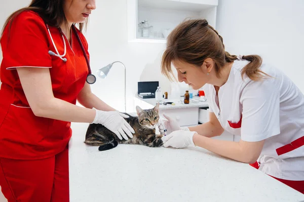 Una Clínica Veterinaria Moderna Gato Pura Sangre Examinado Tratado Sobre — Foto de Stock