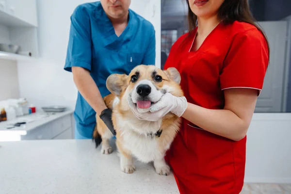 Moderní Veterinární Klinice Vyšetřen Plnokrevný Pes Corgi Veterinární Klinika — Stock fotografie