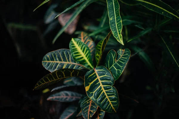 丛林中茂密的灌木丛中的一种热带植物 — 图库照片