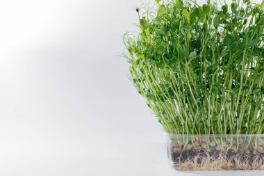 Mikro-yeşil bezelye filizleri, topraklı bir tencerede beyaz bir arka planda yakın plan olarak yetişir. Sağlıklı yemek ve yaşam tarzı