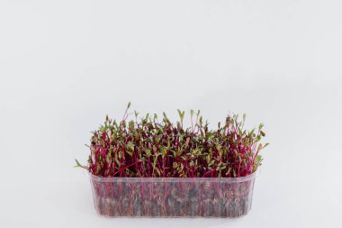 Topraklı bir tencerede beyaz bir arka planda mikro-yeşil pancar filizleri. Sağlıklı yemek ve yaşam tarzı