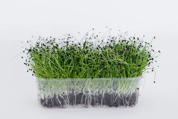 Micro Groene Ontspruit Close Een Witte Achtergrond Een Pot Met — Stockfoto