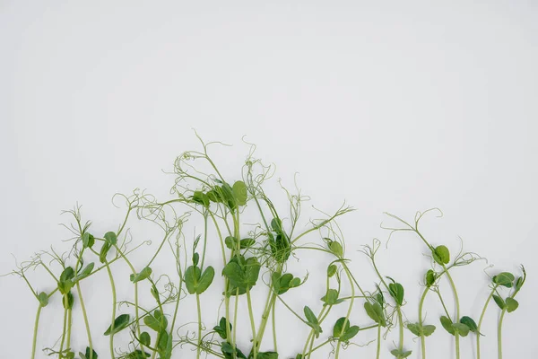 Micro Groene Spruiten Close Een Witte Achtergrond Met Vrije Ruimte — Stockfoto