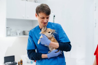 Modern bir veteriner kliniğinde safkan bir Chihuahua muayene edilir ve masada tedavi edilir. Veteriner Kliniği