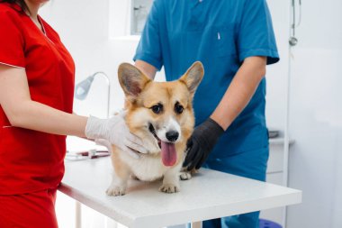 Modern bir veteriner kliniğinde safkan bir Corgi köpeği muayene edilir. Veteriner Kliniği