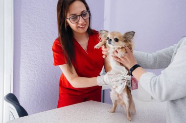 Modern bir veteriner kliniğinde safkan bir Chihuahua muayene edilir ve masada tedavi edilir. Veteriner Kliniği