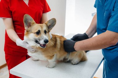 Modern bir veteriner kliniğinde safkan bir Corgi köpeği muayene edilir. Veteriner Kliniği