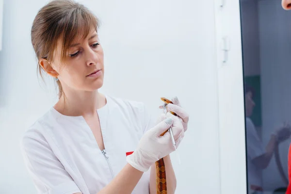 Modern Veterinary Clinic Yellow Snake Examined Veterinary Clinic — Stock Photo, Image