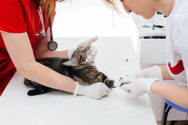 Moderní Veterinární Klinice Stole Vyšetřena Léčena Plnokrevná Kočka Veterinární Klinika — Stock fotografie