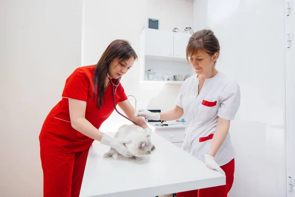 現代の獣医学クリニックでは サラブレッドの猫がテーブルの上で検査され治療されています 獣医診療所 — ストック写真