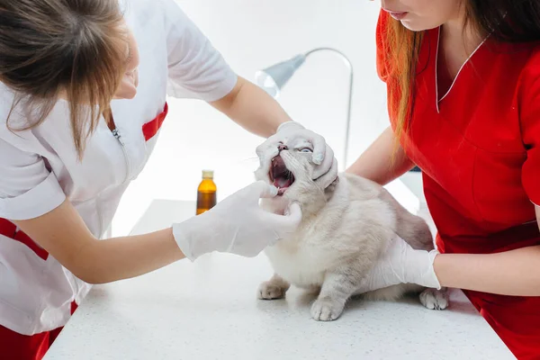 Een Moderne Dierenkliniek Wordt Een Volbloed Kat Onderzocht Behandeld Tafel — Stockfoto