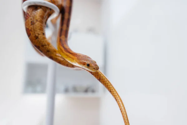 Uma Clínica Veterinária Moderna Uma Cobra Amarela Examinada Clínica Veterinária — Fotografia de Stock