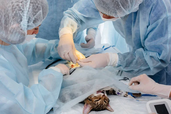 Uma Clínica Veterinária Moderna Uma Operação Realizada Animal Mesa Operação — Fotografia de Stock