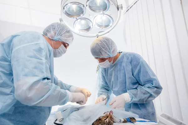 Een Moderne Dierenkliniek Wordt Een Operatie Uitgevoerd Een Dier Operatietafel — Stockfoto